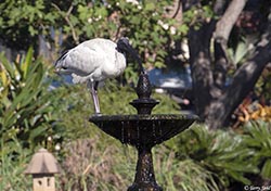 Australian White Ibis 4 - Threskiornis moluccus