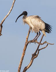 Australian White Ibis 5 - Threskiornis moluccus