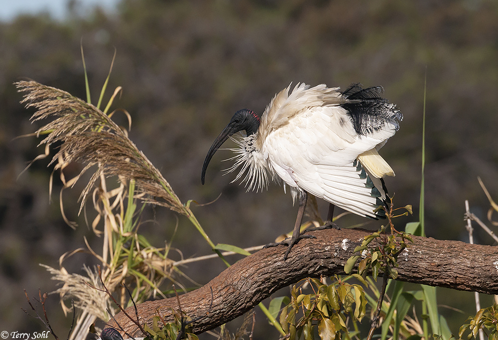 Australian White Ibis - Threskiornis moluccus