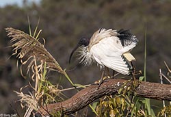 Australian White Ibis 6 - Threskiornis moluccus