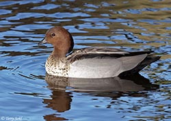 Australian Wood Duck 1 - Chenonetta jubata