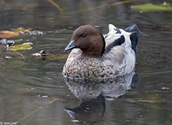 Australian Wood Duck 3 - Chenonetta jubata