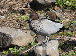 Australian Wood Duck 4 - Chenonetta jubata