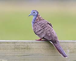 Bar-shouldered Dove 4 - Geopelia humeralis 