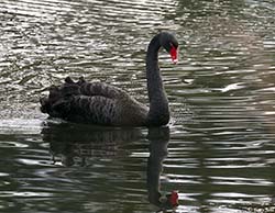 Black Swan 1 - Cygnus atratus
