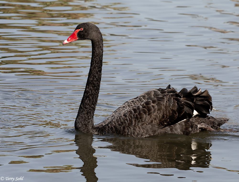 Black Swan - Cygnus atratus