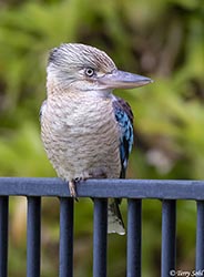 Blue-winged Kookaburra 1 - Dacelo leachii