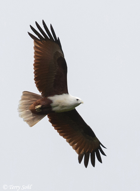 Brahminy Kite - Haliastur indus