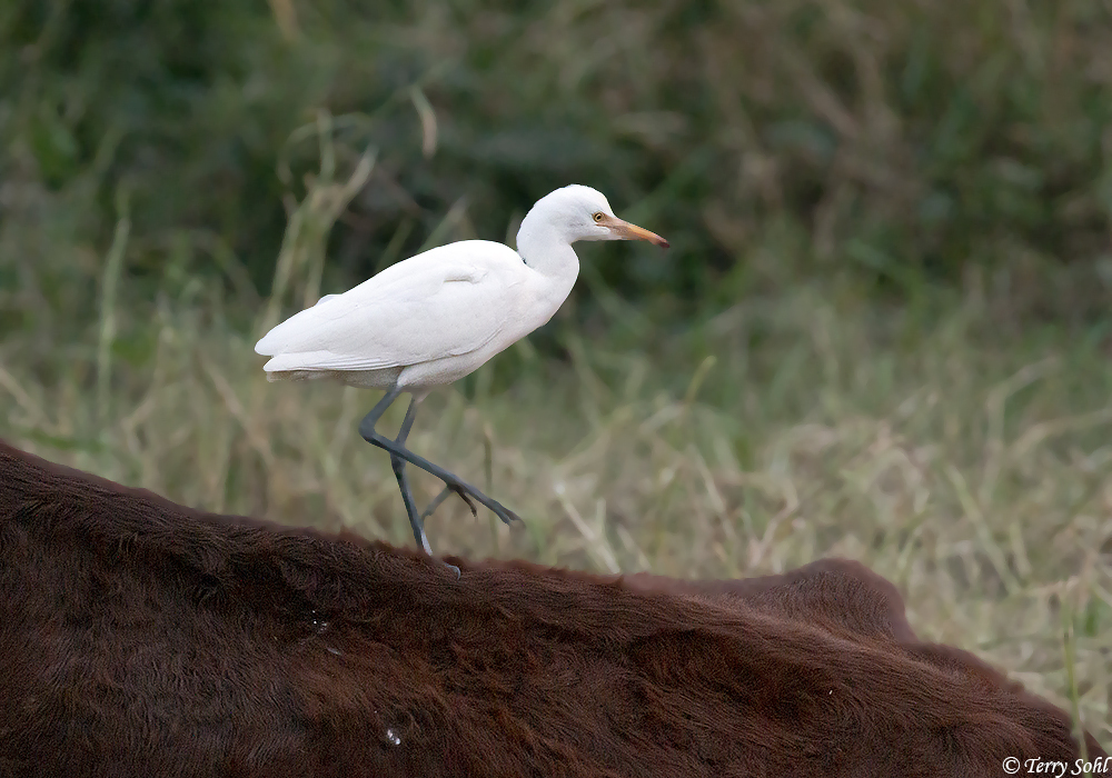 Cattle Egret  - Bubulcus ibis