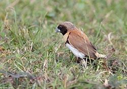 Chestnut-breasted Mannikin 2 - Lonchura castaneothorax