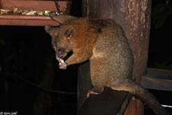 Coppery Brushtail Possum 1 - Trichosurus johnstonii