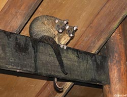 Coppery Brushtail Possum 2 - Trichosurus johnstonii