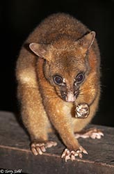 Coppery Brushtail Possum 3 - Trichosurus johnstonii