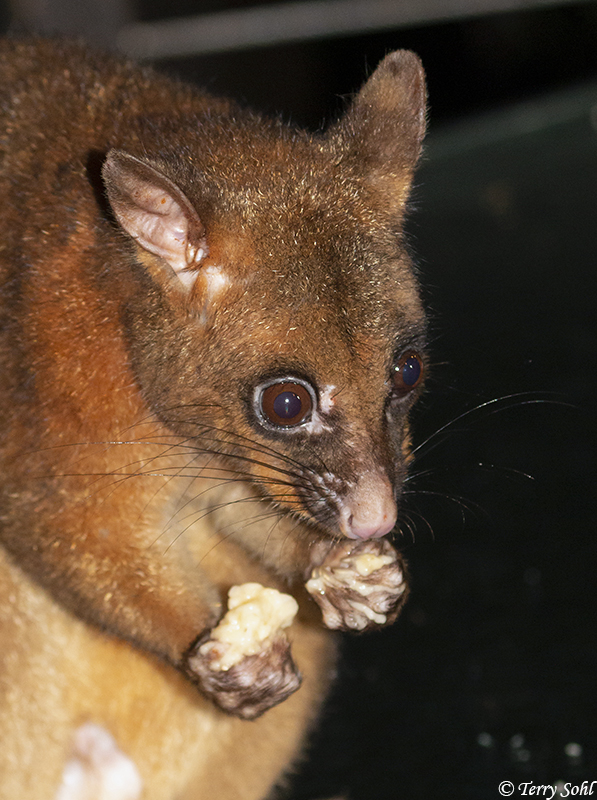 Coppery Brushtail Possum Photos Photographs Pictures