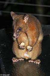Coppery Brushtail Possum 5 - Trichosurus johnstonii