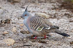 Crested Pigeon 5 - Ocyphaps lophotes
