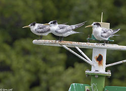 Crested Tern 1 - Thalasseus bergii