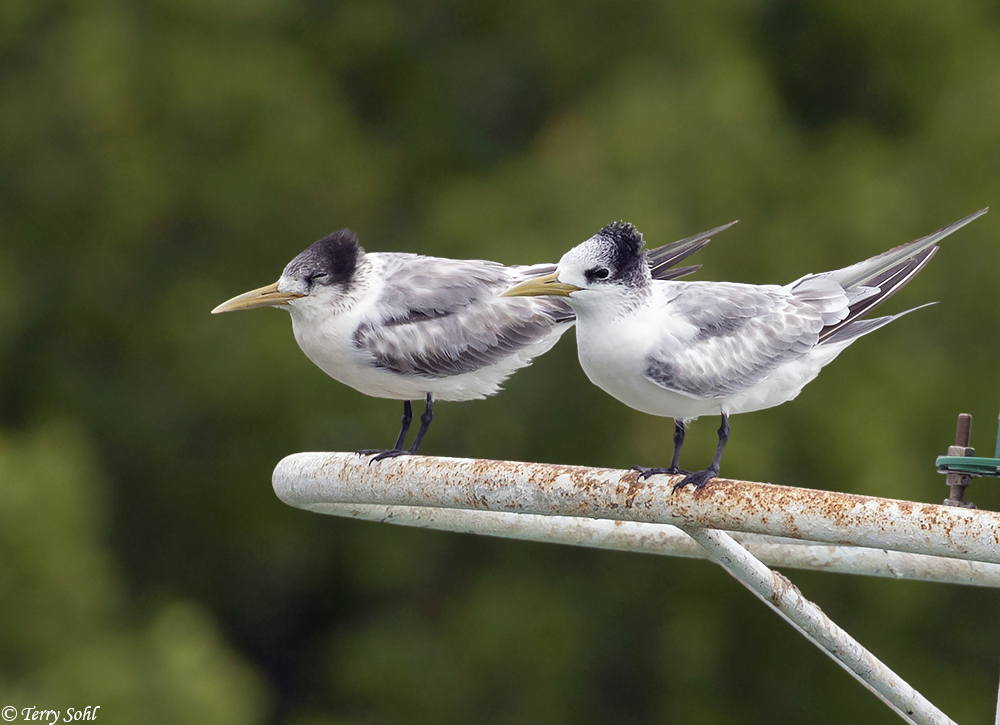 Crested Tern - Thalasseus bergii