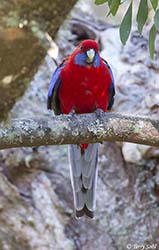 Crimson Rosella 3 - Platycercus elegans