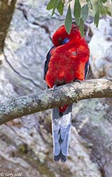 Crimson Rosella 4 - Platycercus elegans