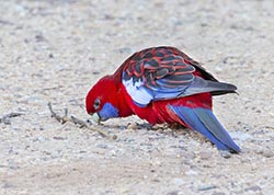 Crimson Rosella 5 - Platycercus elegans