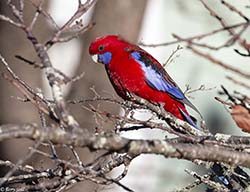 Crimson Rosella 7 - Platycercus elegans