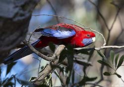 Crimson Rosella 8 - Platycercus elegans