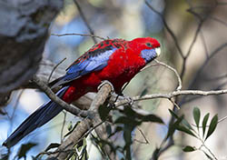 Crimson Rosella 9 - Platycercus elegans