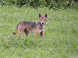 Dingo 2 - Canis lupus dingo