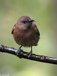 Dusky Honeyeater (Myzomela) 1 - Myzomela obscura