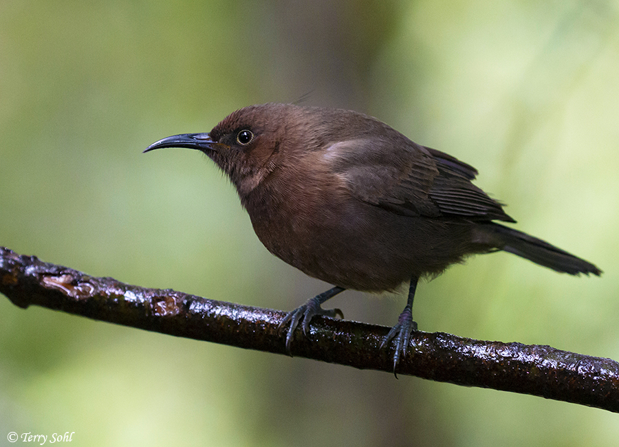 Dusky Honeyeater (Myzomela) 4 - Myzomela obscura