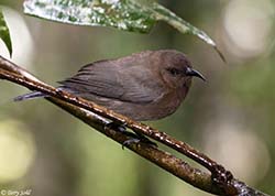 Dusky Honeyeater (Myzomela) 3 - Myzomela obscura