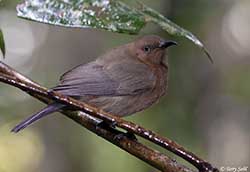 Dusky Honeyeater (Myzomela) 4 - Myzomela obscura