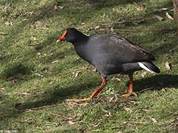 Dusky Moorhen 1 - Gallinula tenebrosa