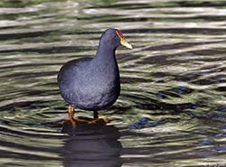 Dusky Moorhen 2 - Gallinula tenebrosa