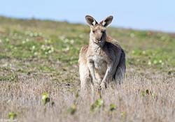 Eastern Grey Kangaroo 5 - Macropus giganteus
