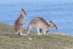 Eastern Grey Kangaroo 8 - Macropus giganteus
