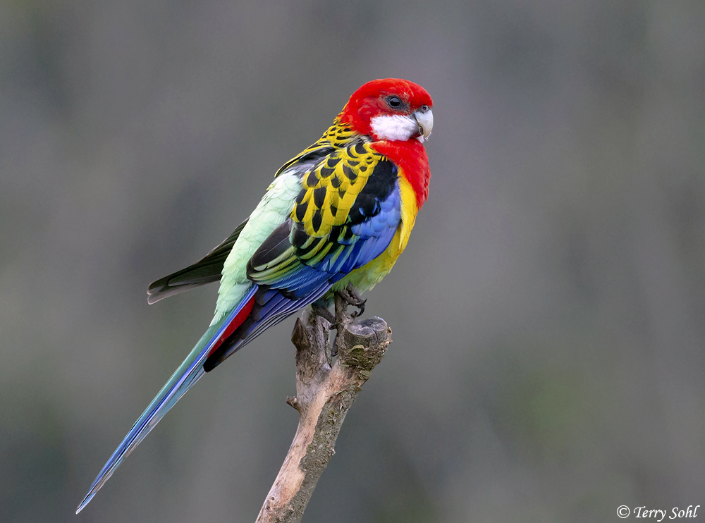 Eastern Rosella - Platycercus eximius