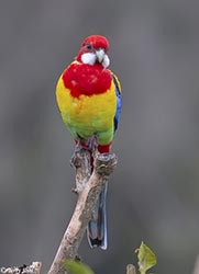 Eastern Rosella 2 - Platycercus eximius