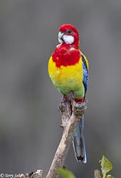 Eastern Rosella 3 - Platycercus eximius
