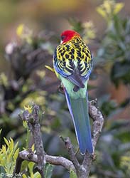 Eastern Rosella 4 - Platycercus eximius