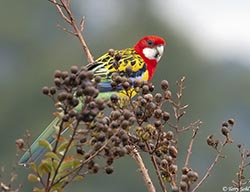 Eastern Rosella 5 - Platycercus eximius