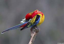 Eastern Rosella 6 - Platycercus eximius