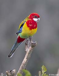 Eastern Rosella 7 - Platycercus eximius