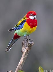 Eastern Rosella 8 - Platycercus eximius