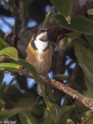 Eastern Spinebill 1 - Acanthorhynchus tenuirostris
