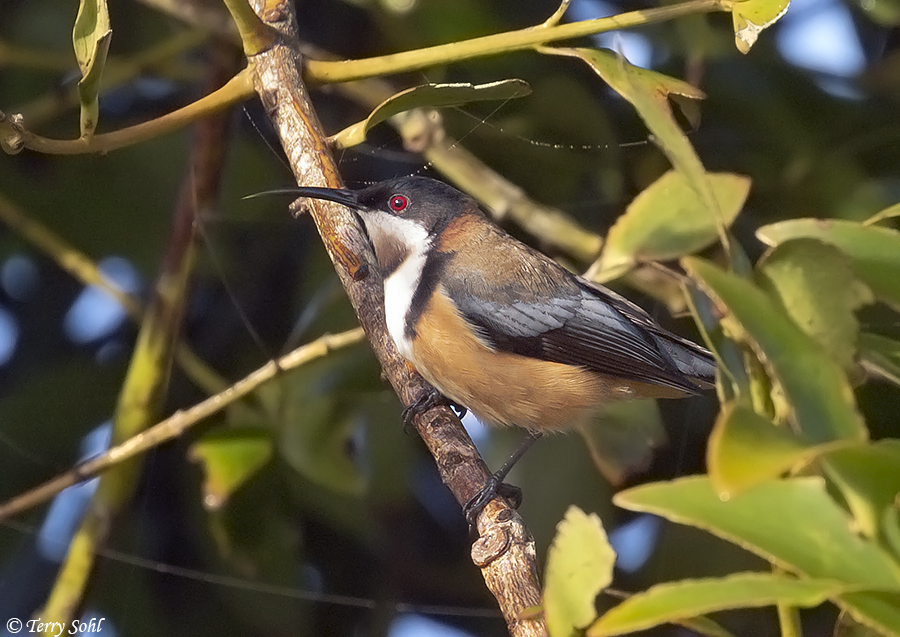 Eastern Spinebill - Acanthorhynchus tenuirostris
