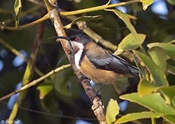 Eastern Spinebill 3 - Acanthorhynchus tenuirostris
