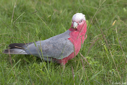 Galah 7 - Eolophus roseicapilla