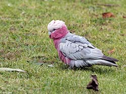 Galah 2 - Eolophus roseicapilla